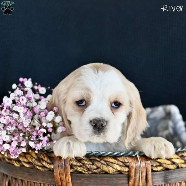 River, Cocker Spaniel Puppy