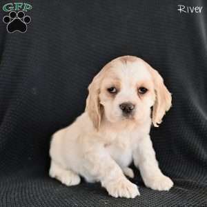 River, Cocker Spaniel Puppy