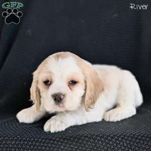 River, Cocker Spaniel Puppy