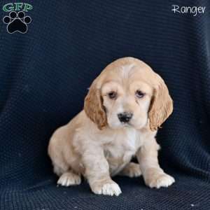 Ranger, Cocker Spaniel Puppy