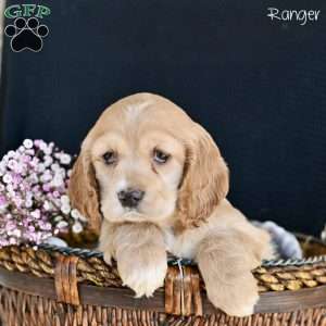 Ranger, Cocker Spaniel Puppy