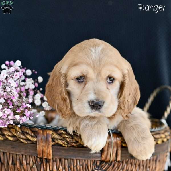 Ranger, Cocker Spaniel Puppy