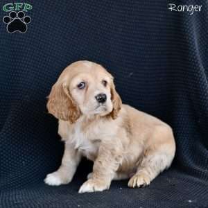 Ranger, Cocker Spaniel Puppy