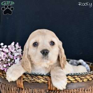 Rocky, Cocker Spaniel Puppy