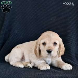 Rocky, Cocker Spaniel Puppy