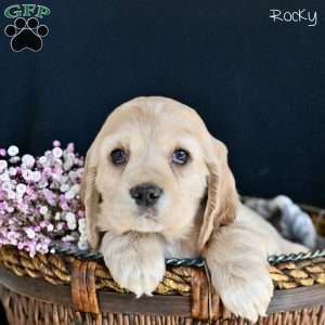 Rocky, Cocker Spaniel Puppy