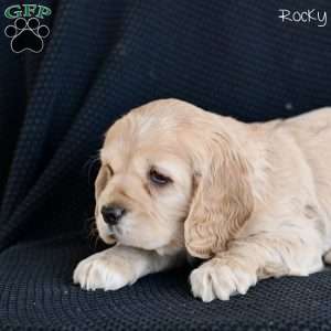 Rocky, Cocker Spaniel Puppy