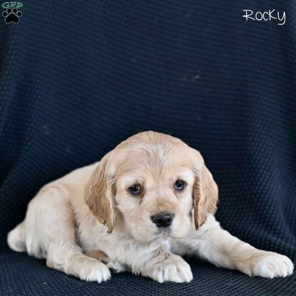 Rocky, Cocker Spaniel Puppy