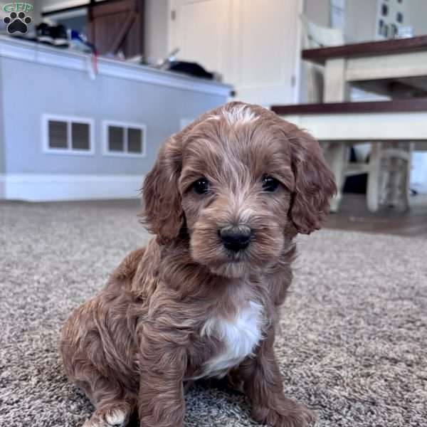 Avery – Mini F1b, Cockapoo Puppy