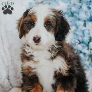 Peter, Mini Bernedoodle Puppy