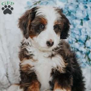 Peter, Mini Bernedoodle Puppy