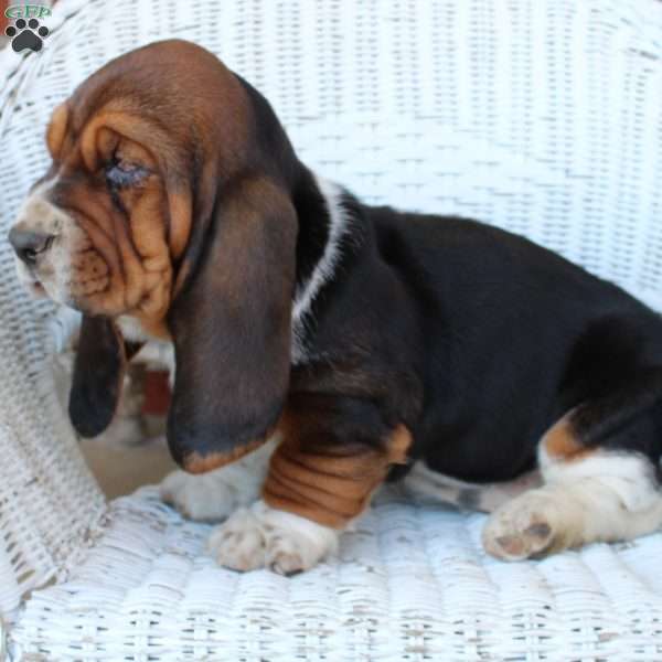 Dixie, Basset Hound Puppy