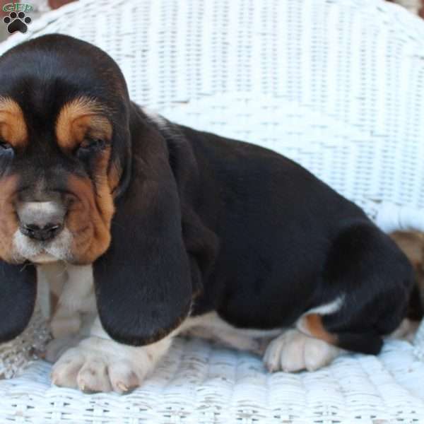 Bella, Basset Hound Puppy