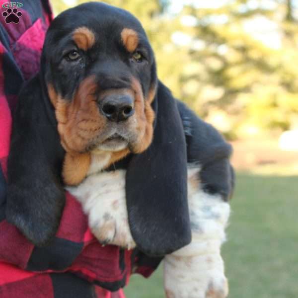 Sophie, Basset Hound Puppy
