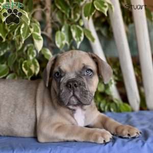 Stuart, French Bulldog Puppy