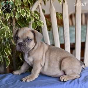 Stuart, French Bulldog Puppy