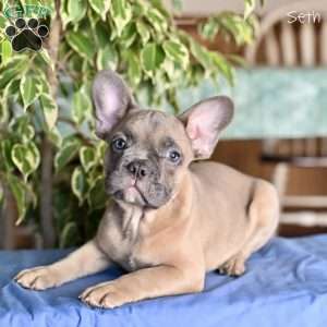Seth, French Bulldog Puppy