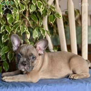 Seth, French Bulldog Puppy