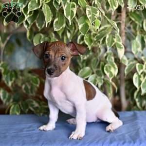 Rosa, Jack Russell Terrier Puppy