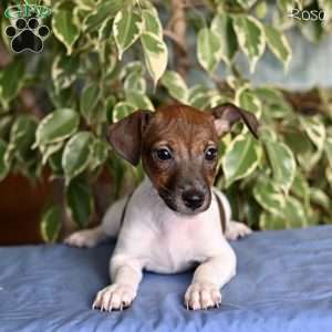 Rosa, Jack Russell Terrier Puppy