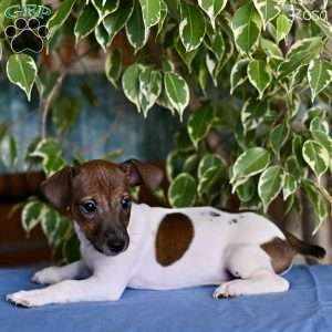 Rosa, Jack Russell Terrier Puppy