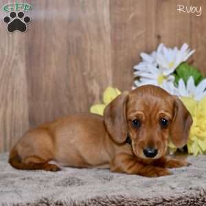Ruby, Dachshund Puppy