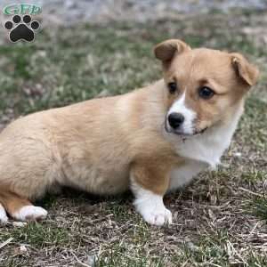 Reese, Pembroke Welsh Corgi Puppy