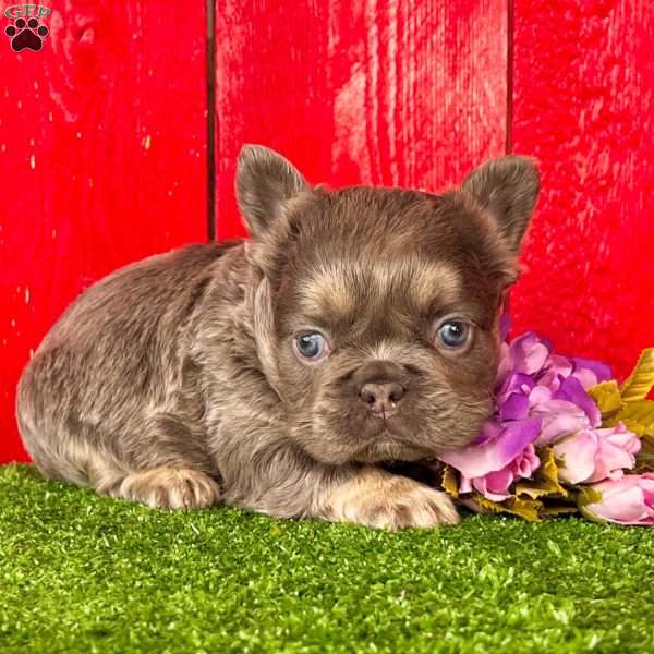 Kalli, French Bulldog Puppy