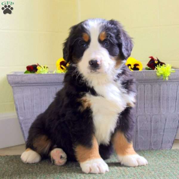 Ian, Bernese Mountain Dog Puppy