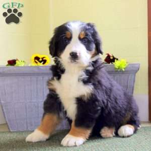 Ian, Bernese Mountain Dog Puppy