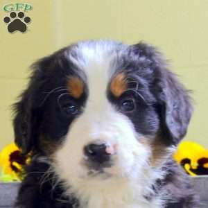 Ian, Bernese Mountain Dog Puppy