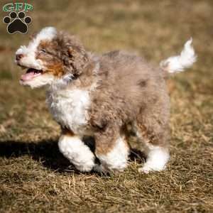 Icicle, Mini Bernedoodle Puppy