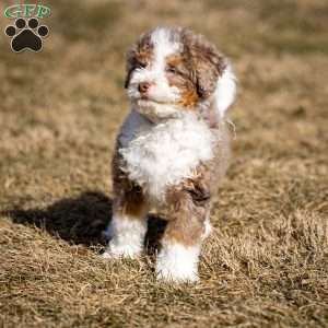 Icicle, Mini Bernedoodle Puppy