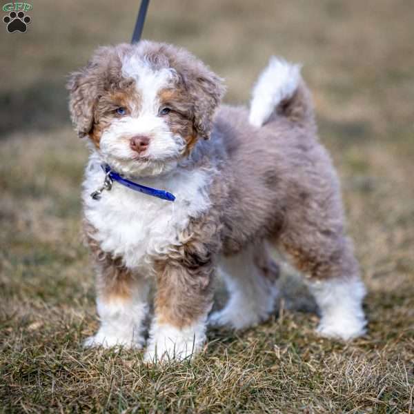 Icicle, Mini Bernedoodle Puppy