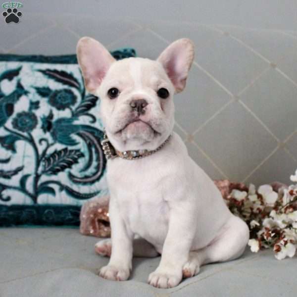 Icicle, French Bulldog Puppy