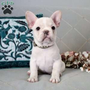 Icicle, French Bulldog Puppy