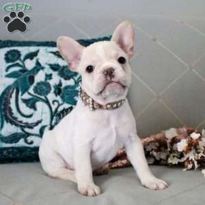 Icicle, French Bulldog Puppy