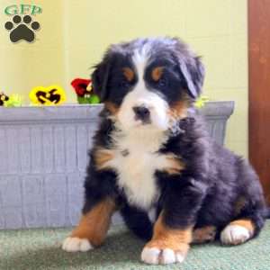 Bernese Mountain Dog Puppies For Sale - Greenfield Puppies