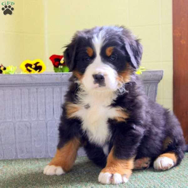 India, Bernese Mountain Dog Puppy