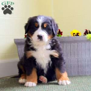 India, Bernese Mountain Dog Puppy