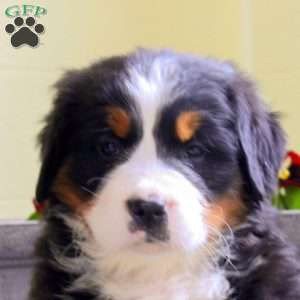 India, Bernese Mountain Dog Puppy