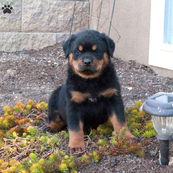 Ingrid, Rottweiler Puppy