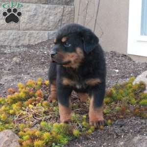 Ingrid, Rottweiler Puppy