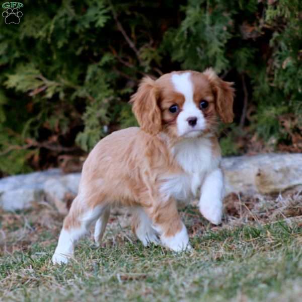 Inka, Cavalier King Charles Spaniel Puppy