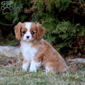 Inka, Cavalier King Charles Spaniel Puppy