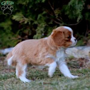 Inka, Cavalier King Charles Spaniel Puppy