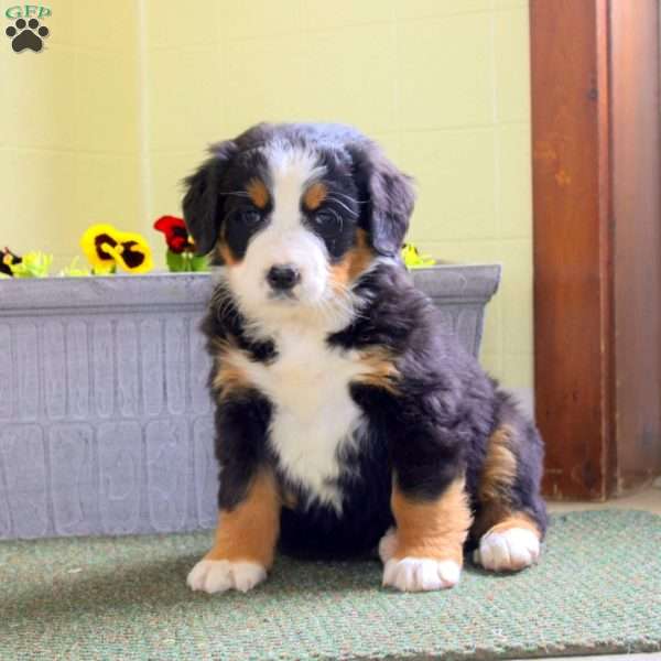 Irene, Bernese Mountain Dog Puppy