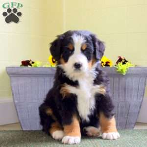 Irene, Bernese Mountain Dog Puppy