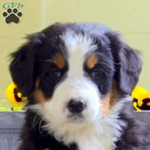 Irene, Bernese Mountain Dog Puppy