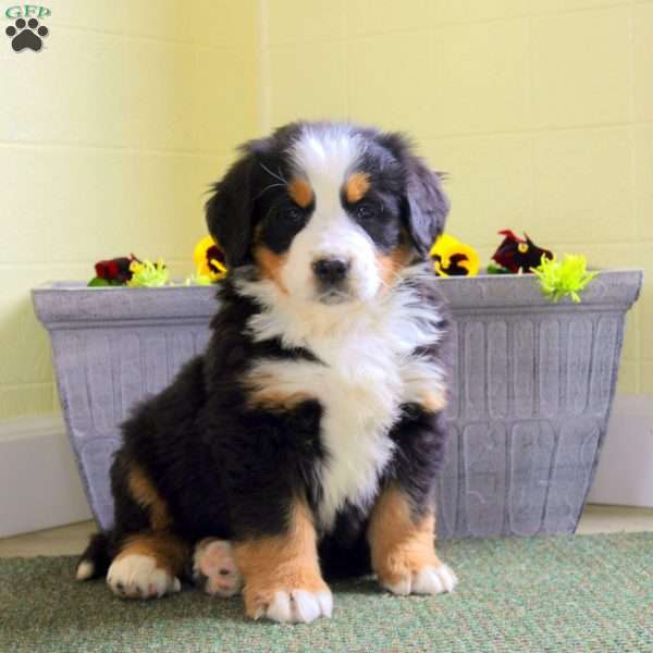 Iris, Bernese Mountain Dog Puppy